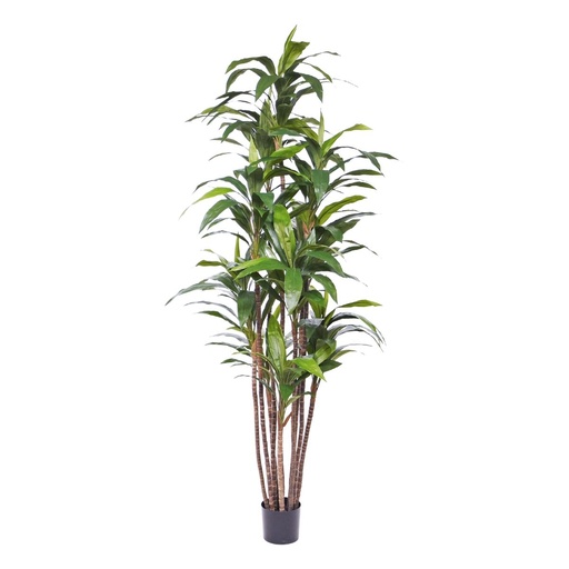 [1-152821] Draceana Fragrans kunstplant Deluxe 210cm