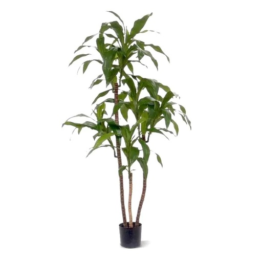 [1-152812] Draceana Fragrans kunstplant 125cm