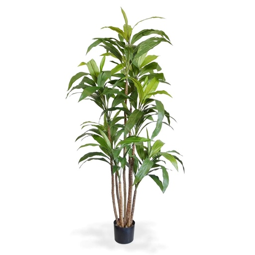 [1-152817] Draceana Fragrans XL kunstboom 170cm