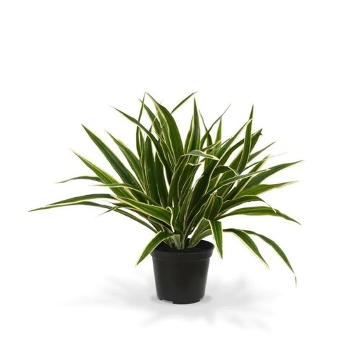 [1-402004PP10] Chlorophytum S kunstplant 30cm