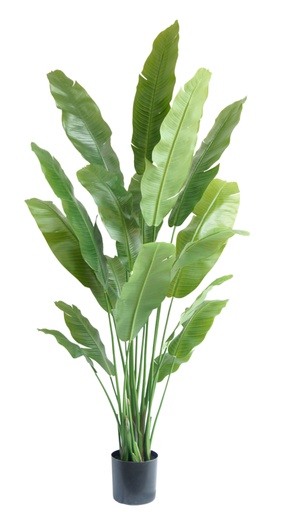 [2-319022] Kunstplant Strelitzia Nicolai 195 cm