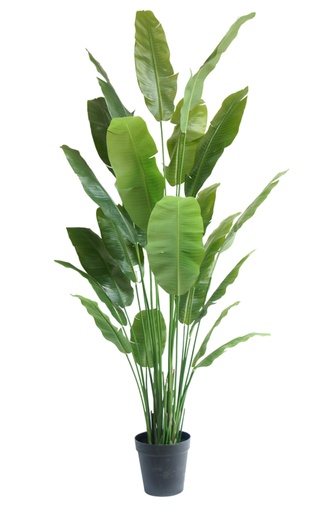 [2-319024] Strelitzia Nicolai kunstplant 240 cm