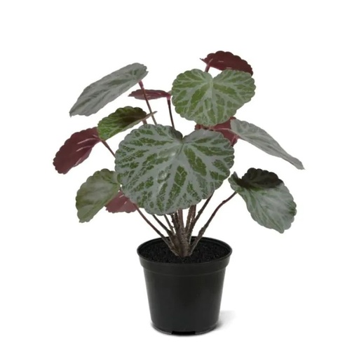 [1-441802PP10] Saxifraga kunstplant groen/rood 25cm